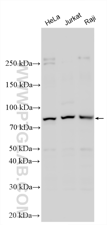 WB analysis using 30861-1-AP