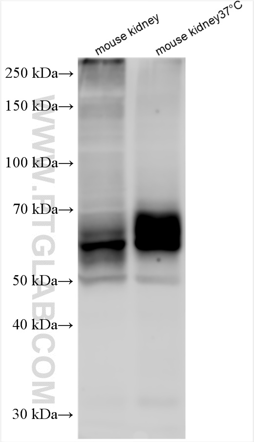 WB analysis using 24654-1-AP