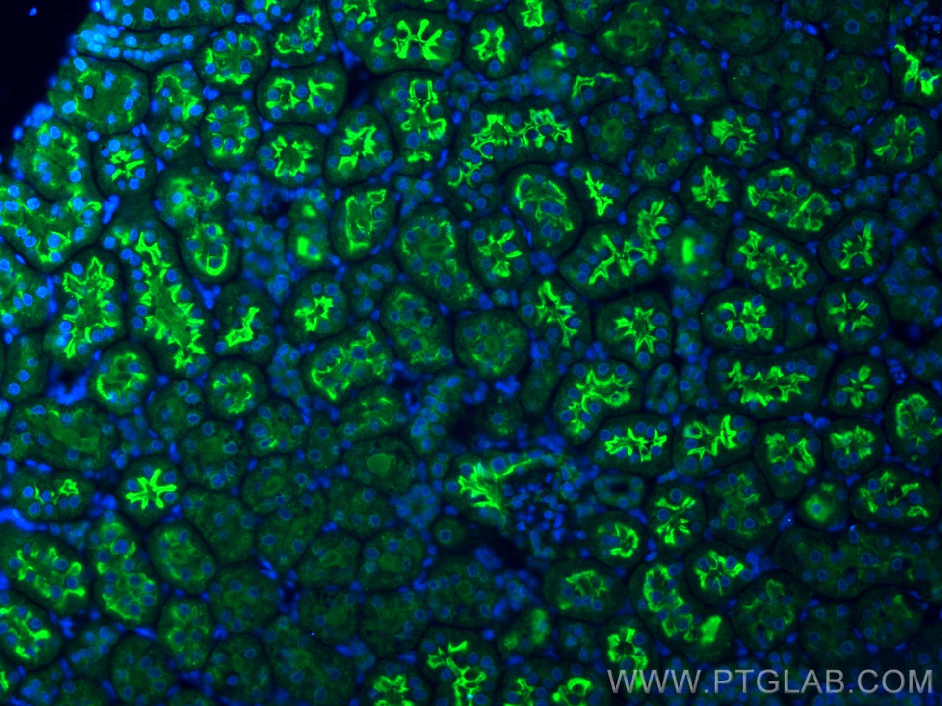IF Staining of rat kidney using 28683-1-AP (same clone as 28683-1-PBS)