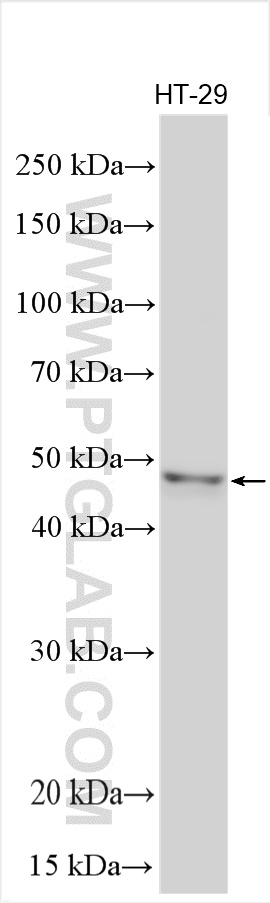 WB analysis using 19050-1-AP