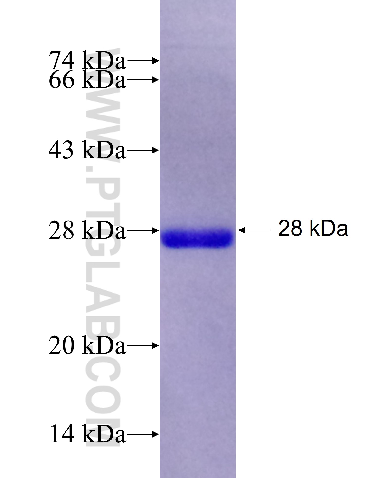 SGPL1 fusion protein Ag26959 SDS-PAGE