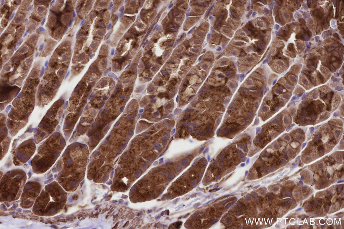 IHC staining of mouse stomach using 20825-1-AP