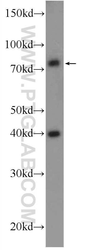 WB analysis of HEK-293 using 12226-1-AP