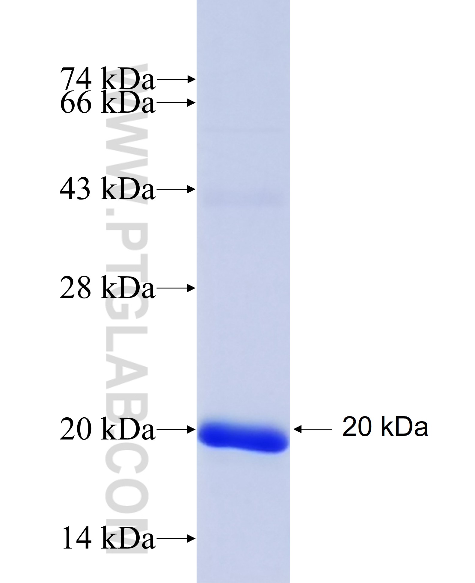 SH2D1A fusion protein Ag19292 SDS-PAGE SH2D1A fusion protein Ag19292 SDS-PAGE