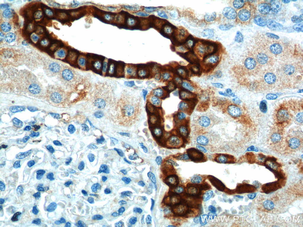 IHC staining of human kidney using 11871-1-AP