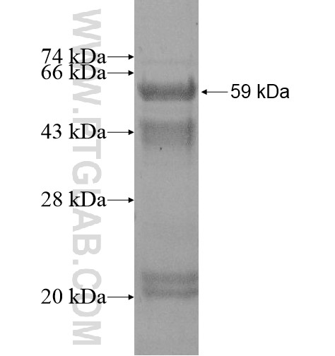 SH2D2A fusion protein Ag13355 SDS-PAGE