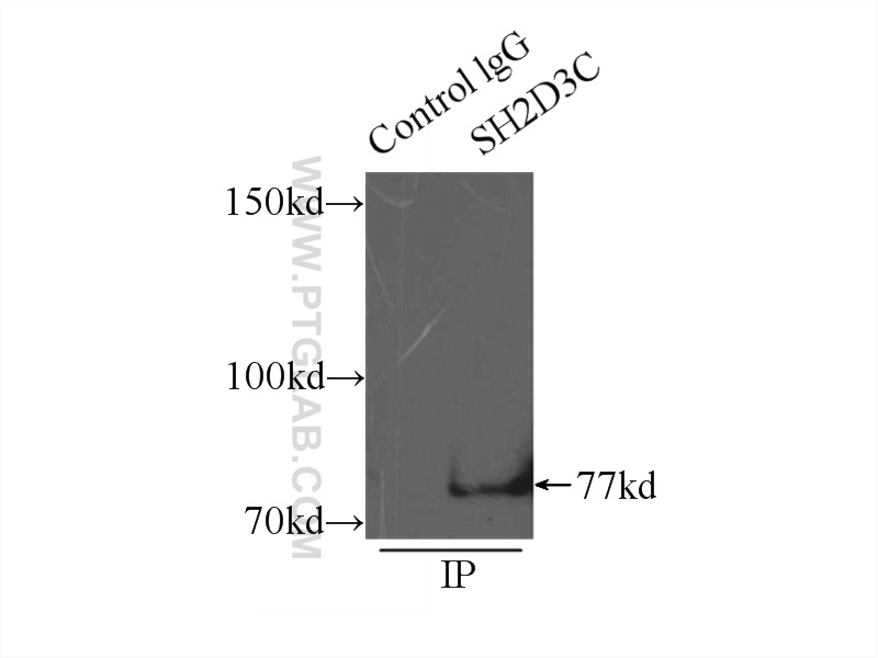 IP experiment of mouse brain using 12882-1-AP