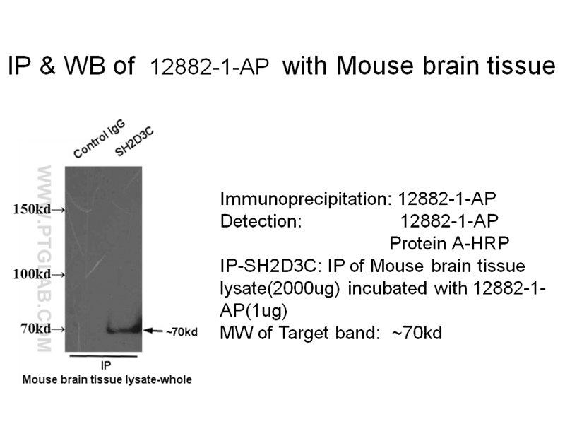 IP experiment using 12882-1-AP