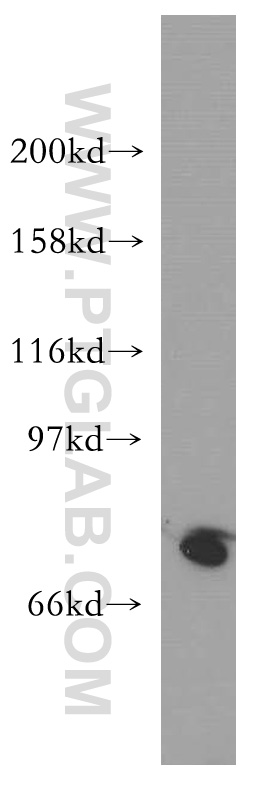 WB analysis of HEK-293 using 12882-1-AP