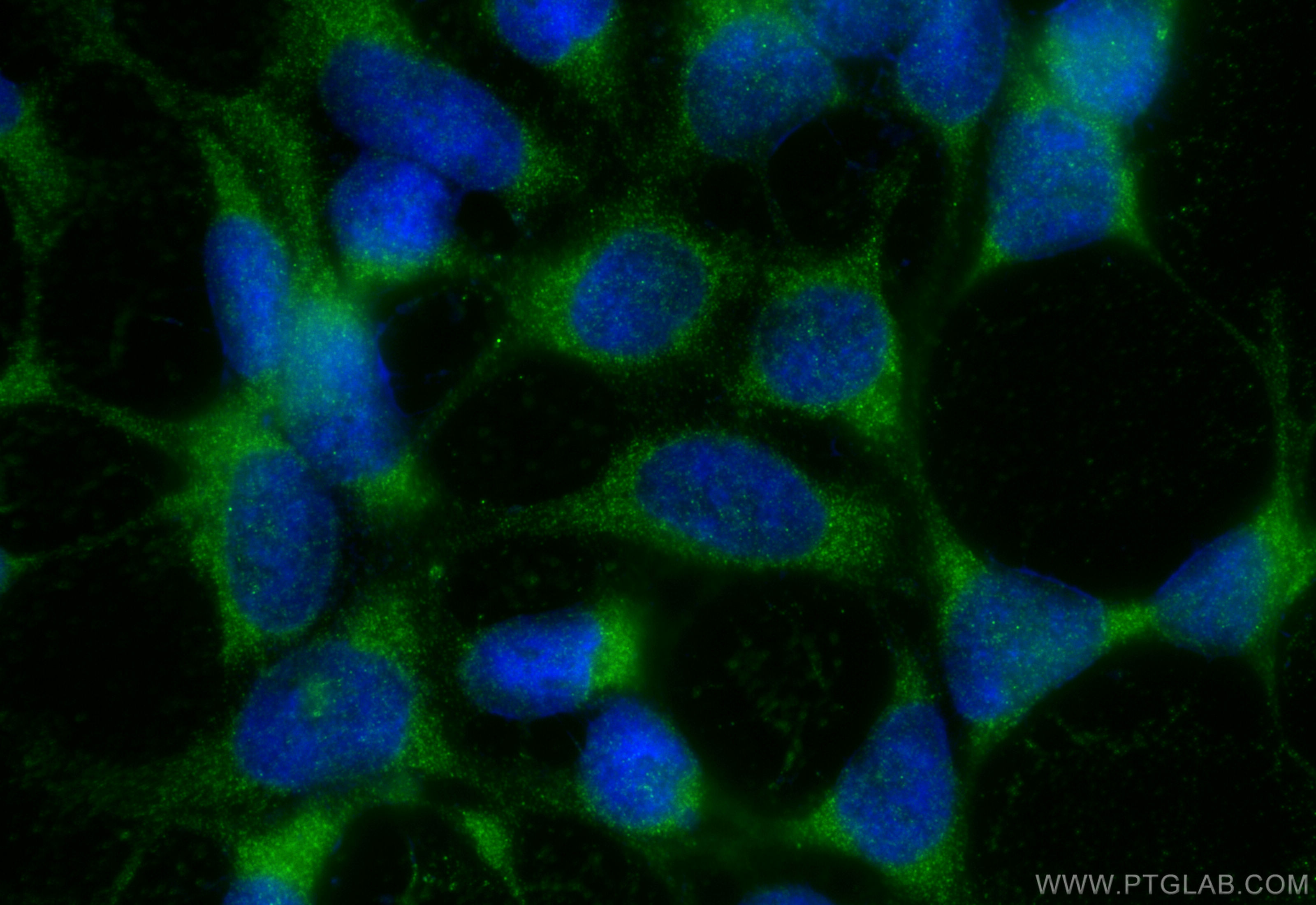 IF Staining of HEK-293 using 55320-1-AP