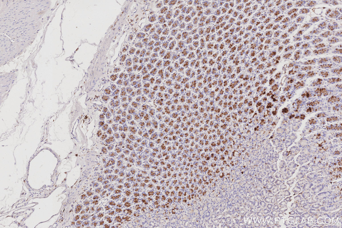 IHC staining of rat stomach using 68328-1-Ig
