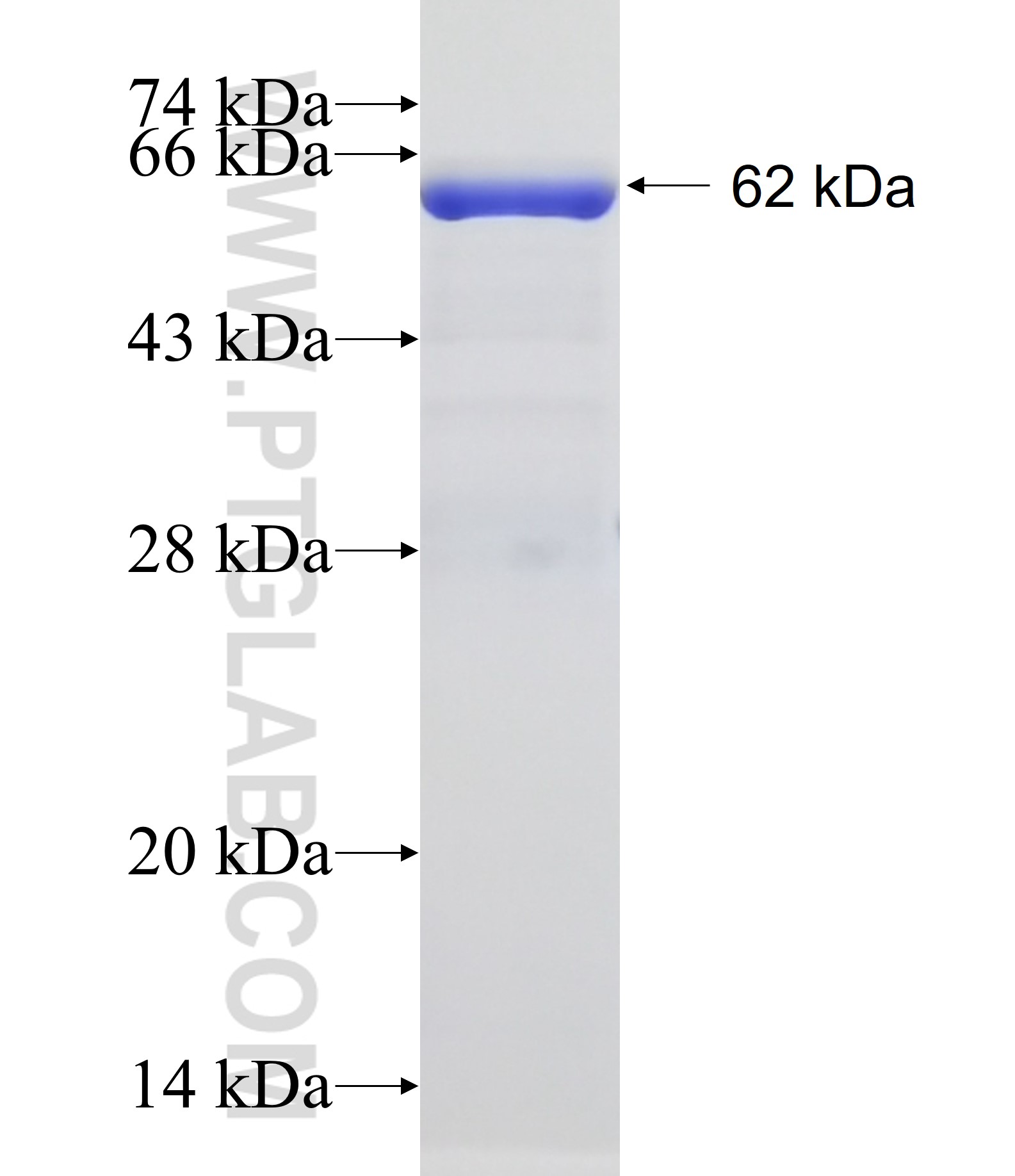 SH3BP1 fusion protein Ag14575 SDS-PAGE