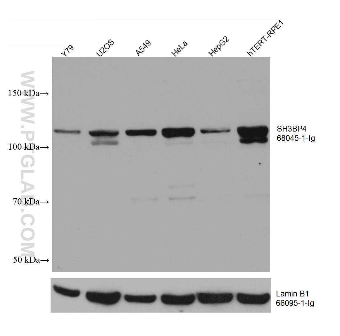 WB analysis using 68045-1-Ig