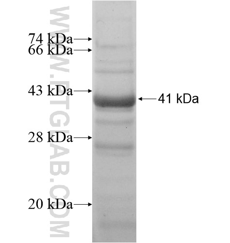 SH3BP4 fusion protein Ag11957 SDS-PAGE