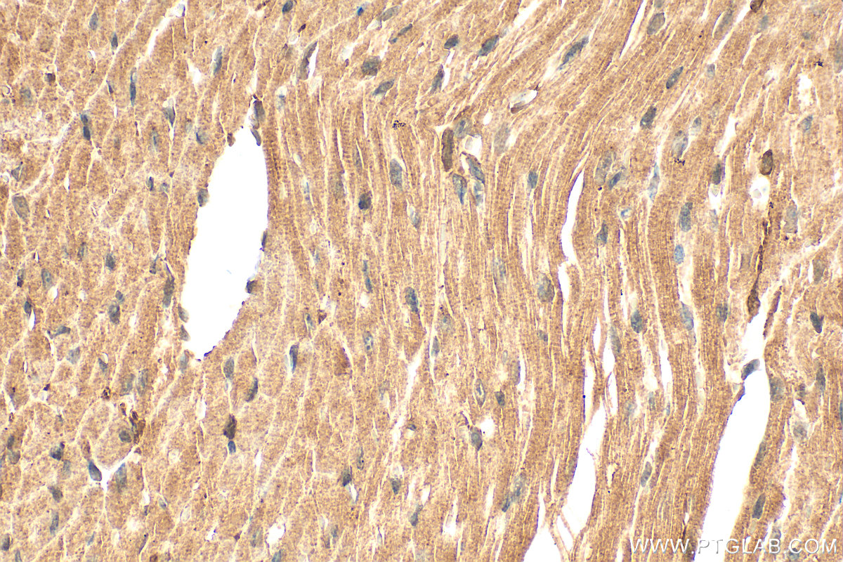 IHC staining of mouse heart using 21499-1-AP