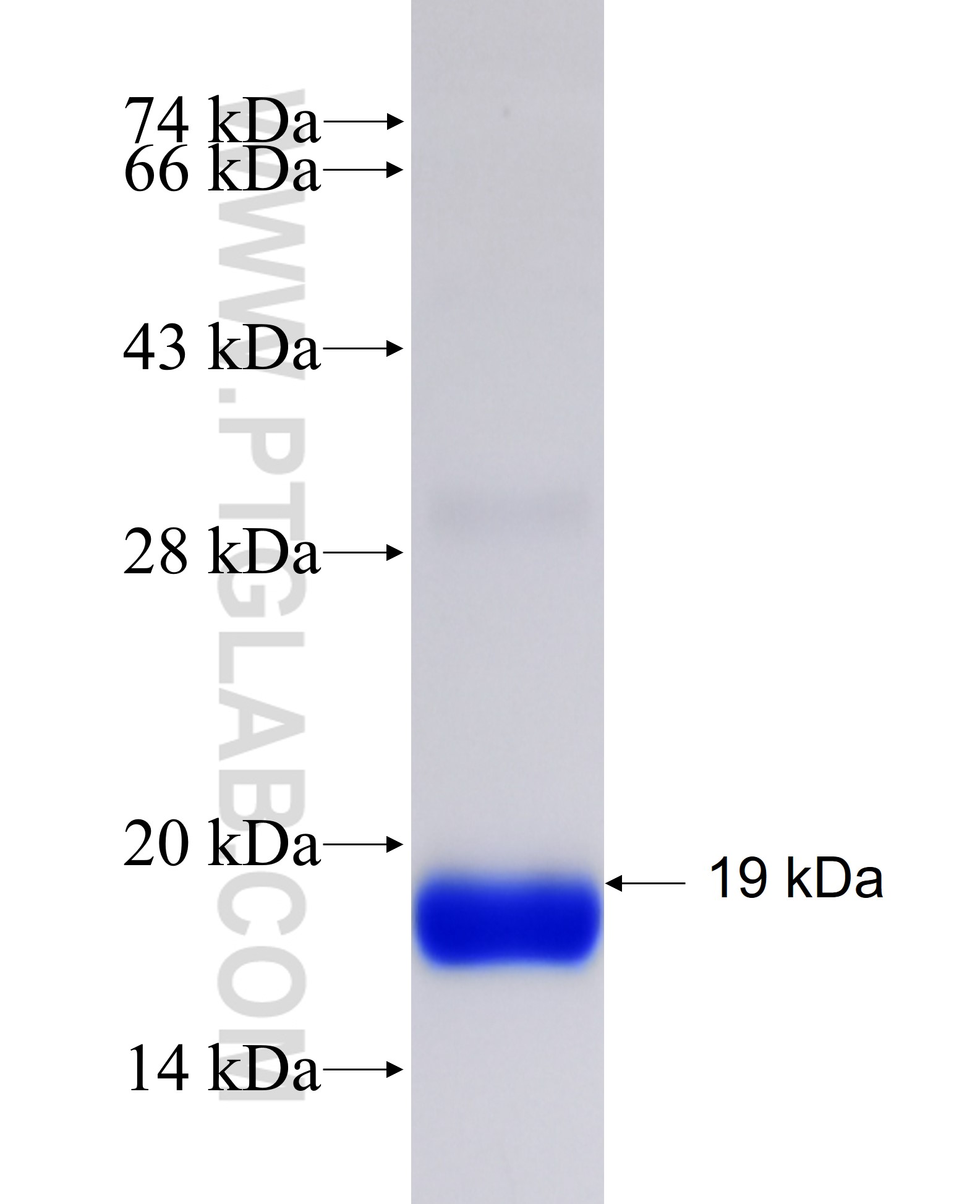 SH3GL1 fusion protein Ag25560 SDS-PAGE SH3GL1 fusion protein Ag25560 SDS-PAGE