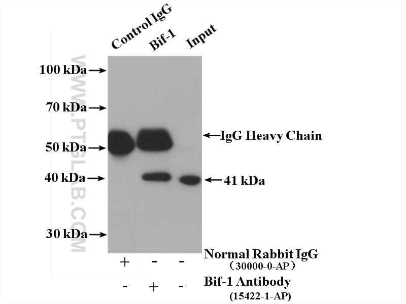 IP result of anti-Bif-1 (IP:15422-1-AP, 4ug; Detection:15422-1-AP 1:400) with HEK-293 cells lysate 2000 ug. IP experiment of HEK-293 using 15422-1-AP