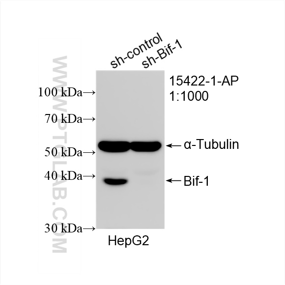 WB analysis of HepG2 using 15422-1-AP