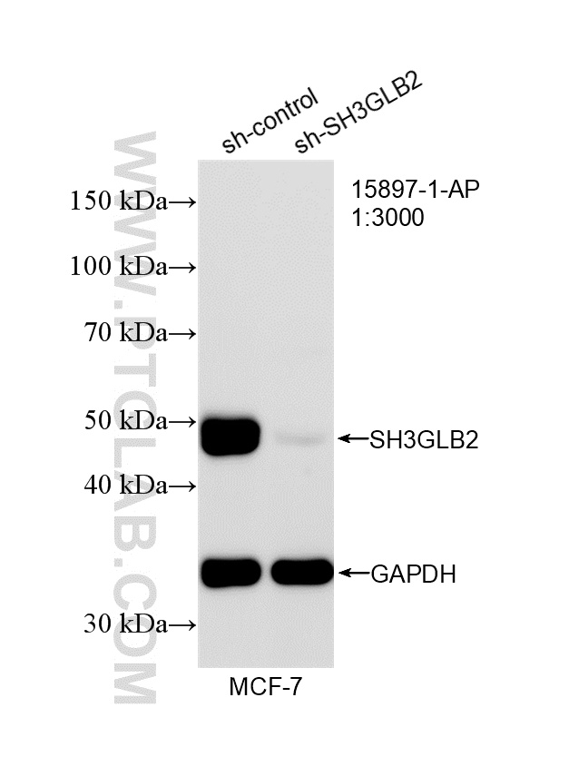 WB analysis of MCF-7 using 15897-1-AP
