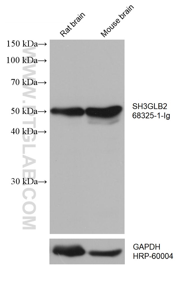 WB analysis using 68325-1-Ig