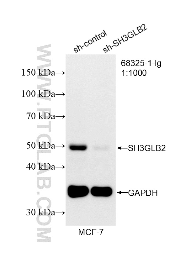 WB analysis of MCF-7 using 68325-1-Ig