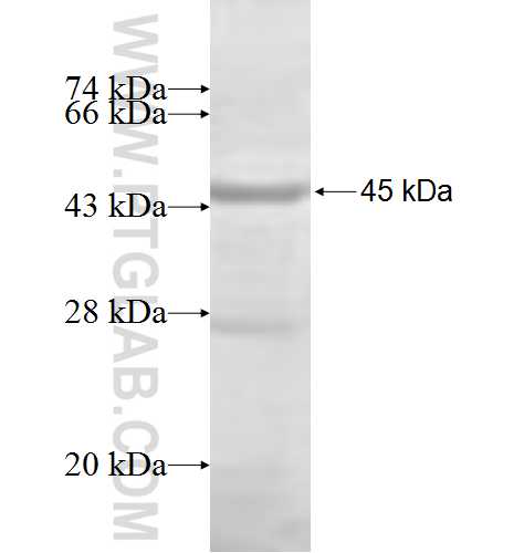 SH3RF1 fusion protein Ag6418 SDS-PAGE SH3RF1 fusion protein Ag6418 SDS-PAGE