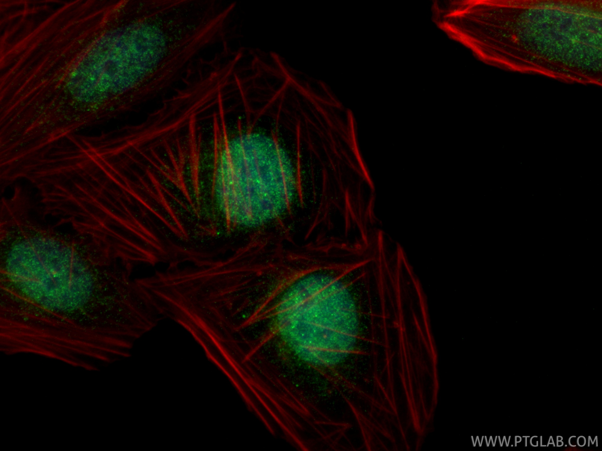 IF Staining of U2OS using 55373-1-AP (same clone as 55373-1-PBS)