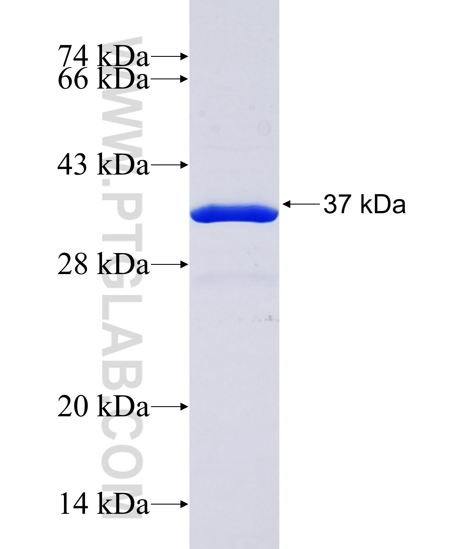 SH3TC1 fusion protein Ag38136 SDS-PAGE