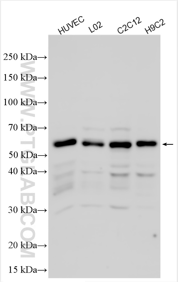 WB analysis using 31967-1-AP