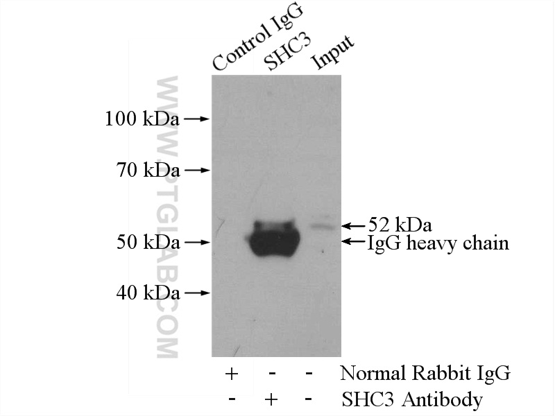 IP experiment of BxPC-3 using 12436-1-AP