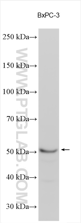 WB analysis using 12436-1-AP