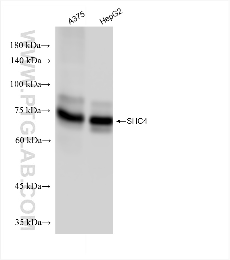 WB analysis using 85181-4-RR WB analysis using 85181-4-RR