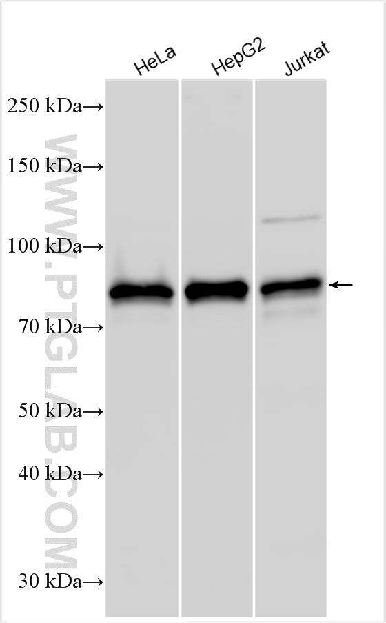 WB analysis using 12672-1-AP