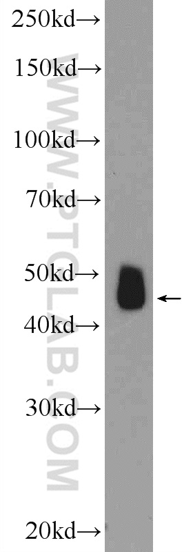 WB analysis of mouse brain using 20814-1-AP