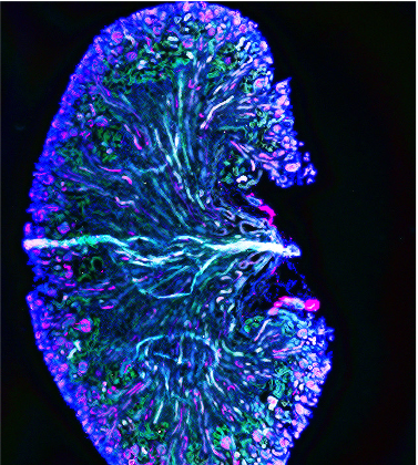 IF Staining of mouse kidney using 20697-1-AP