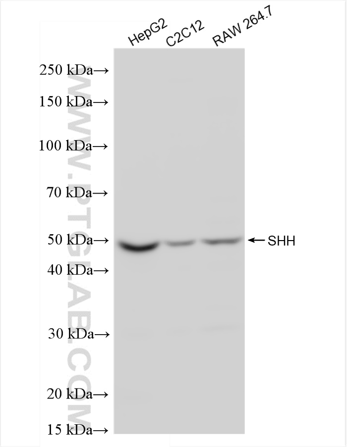 WB analysis using 83280-2-RR
