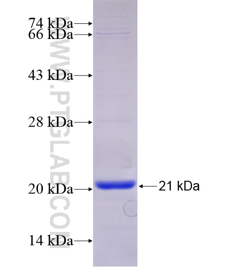SHH fusion protein Ag29113 SDS-PAGE