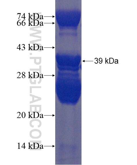 SHISA3 fusion protein Ag21751 SDS-PAGE