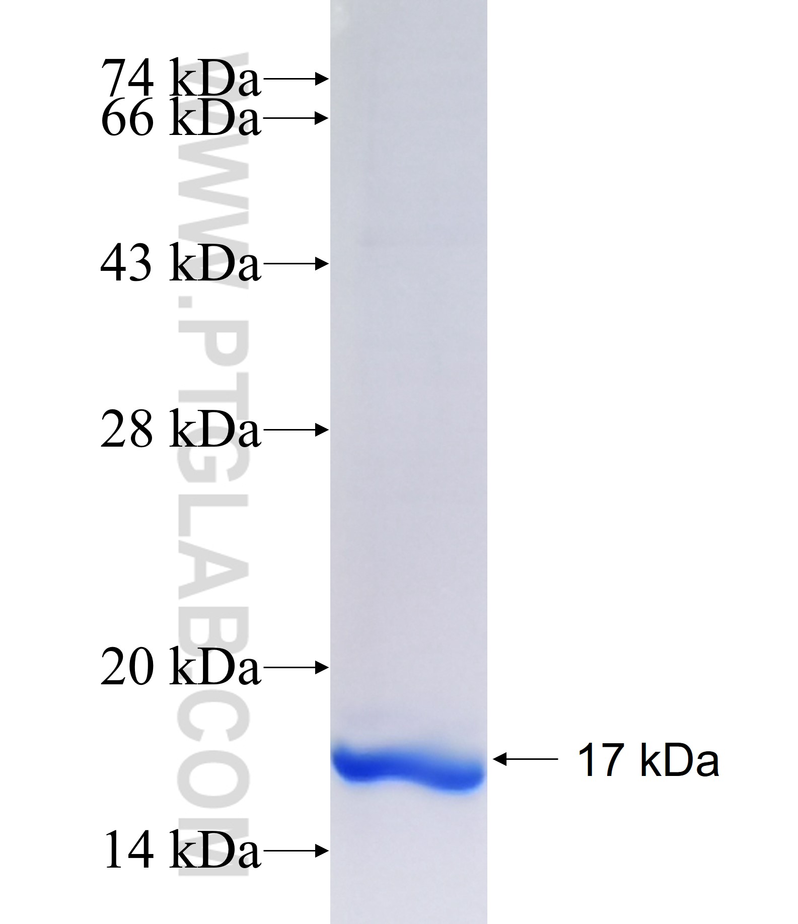 SHISA9 fusion protein Ag34884 SDS-PAGE SHISA9 fusion protein Ag34884 SDS-PAGE