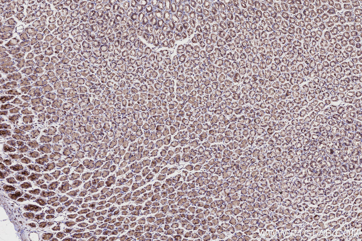 IHC staining of rat stomach using 12703-1-AP IHC staining of rat stomach using 12703-1-AP
