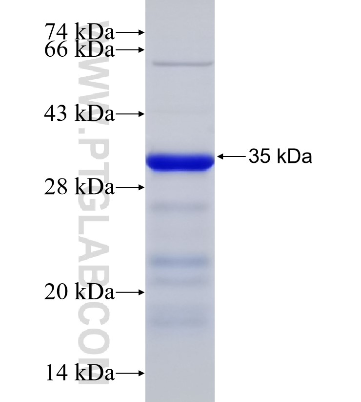 SHLD3 fusion protein Ag32940 SDS-PAGE