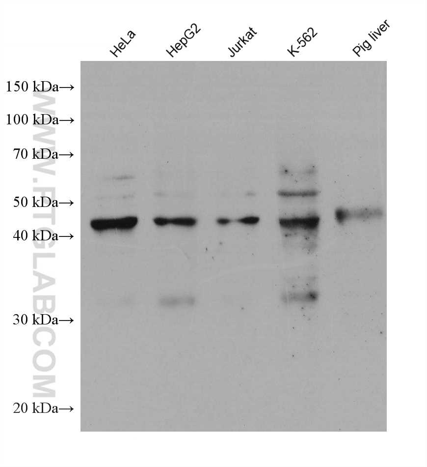 WB analysis using 67963-1-Ig