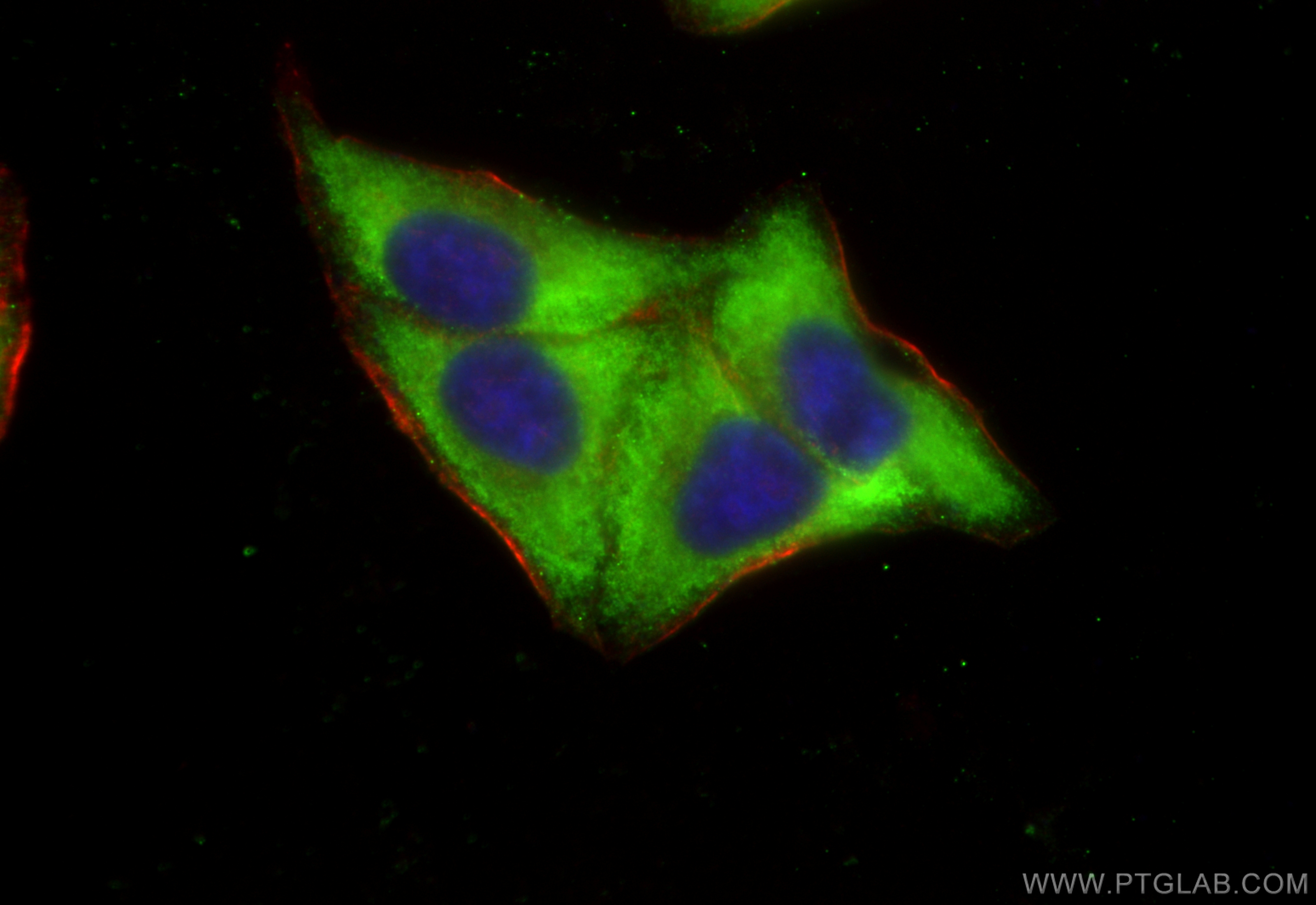 IF Staining of HepG2 using CL488-30192
