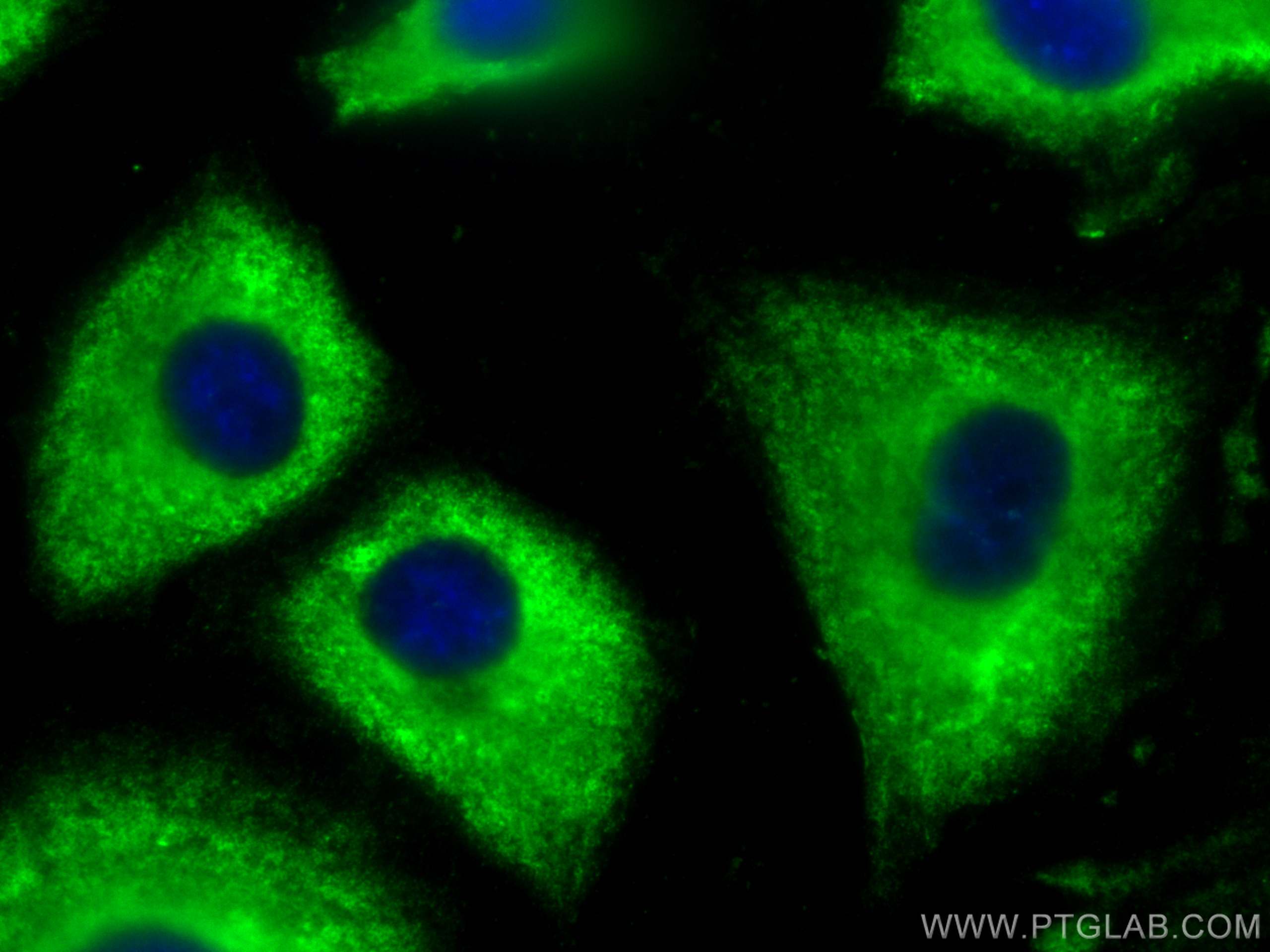 IF Staining of A549 using CL488-67963