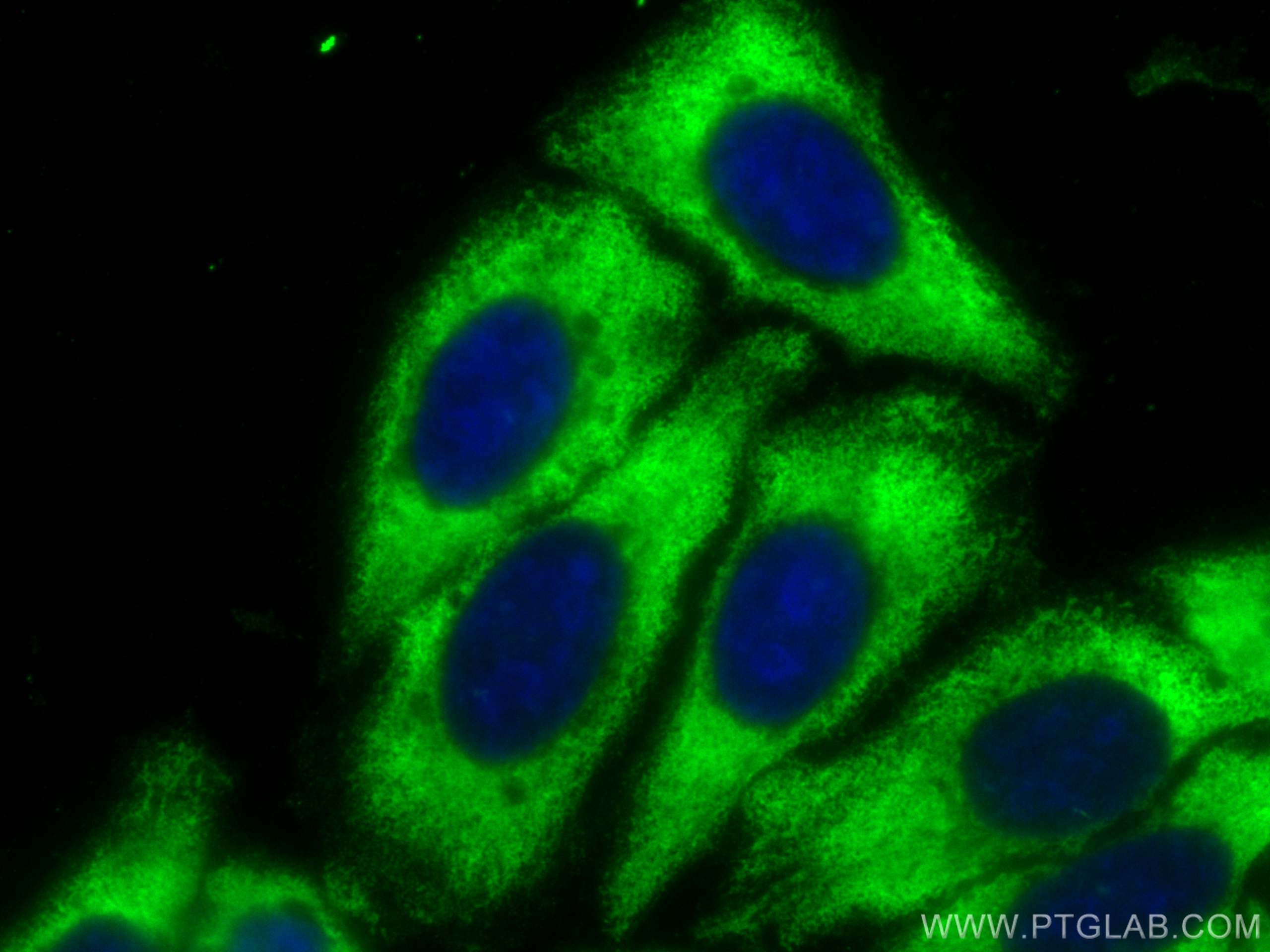 IF Staining of HepG2 using CL488-67963