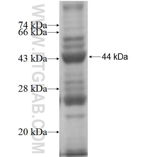 SHMT1 fusion protein Ag5833 SDS-PAGE