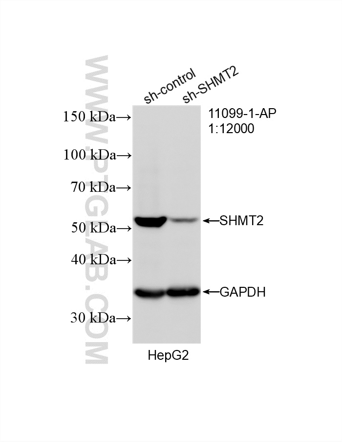 WB result of SHMT2 antibody (11099-1-AP; 1:12000; incubated at room temperature for 1.5 hours) with sh-Control and sh-SHMT2 transfected HepG2 cells. WB analysis of HepG2 using 11099-1-AP