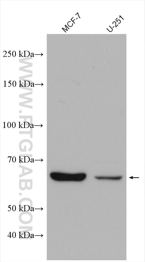 WB analysis using 17561-1-AP