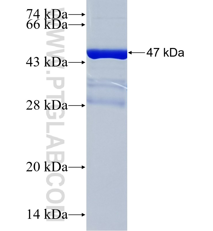 SHPK fusion protein Ag33893 SDS-PAGE