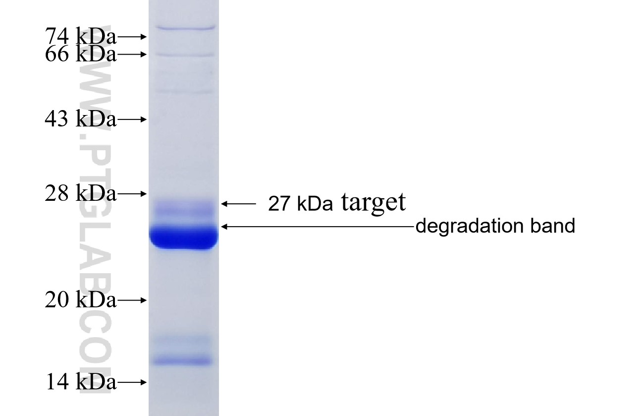 SHPK fusion protein Ag33932 SDS-PAGE
